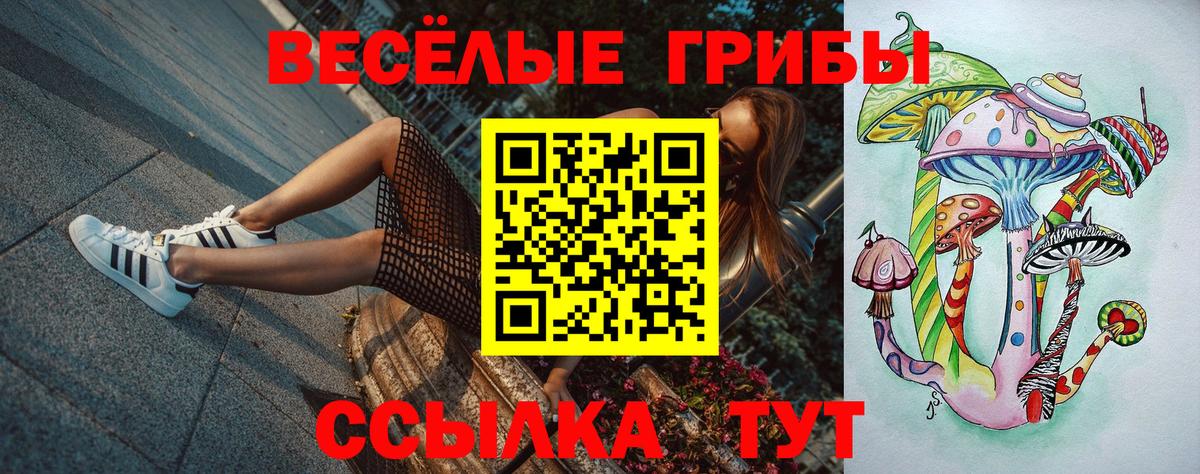 Галлюциногенные грибы Psilocybine cubensis Курчатов